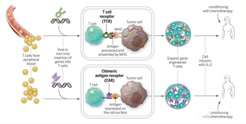 T-cell therapy of sarcoma: principle of action, treatment of oncology in children